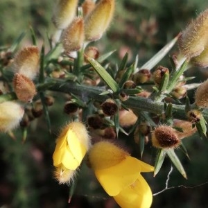 Photographie n°2269370 du taxon Ulex europaeus L. [1753]