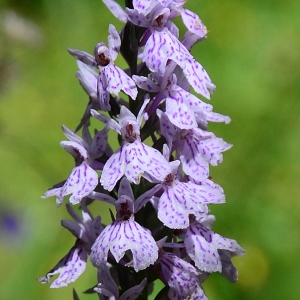 Photographie n°2269429 du taxon Dactylorhiza fuchsii (Druce) Soó