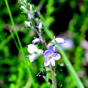 Photographie n°2269432 du taxon Veronica officinalis L. [1753]