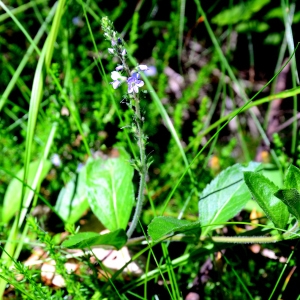 Photographie n°2269433 du taxon Veronica officinalis L. [1753]