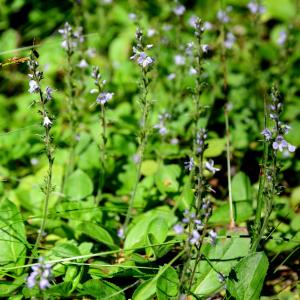 Photographie n°2269434 du taxon Veronica officinalis L. [1753]