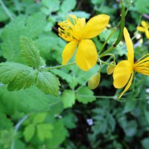 Photographie n°2269443 du taxon Chelidonium majus subsp. majus 