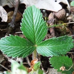 Photographie n°2269475 du taxon Fragaria moschata Weston [1771]