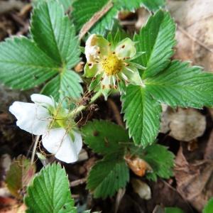 Photographie n°2269476 du taxon Fragaria moschata Weston [1771]