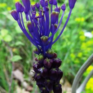 Photographie n°2269482 du taxon Muscari comosum (L.) Mill. [1768]