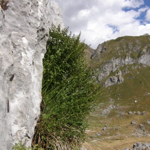 Photographie n°2269565 du taxon Asplenium fissum Kit. ex Willd. [1810]