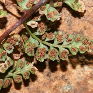 Photographie n°2269635 du taxon Asplenium obovatum subsp. obovatum