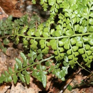 Photographie n°2269636 du taxon Asplenium obovatum subsp. obovatum