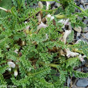 Photographie n°2269718 du taxon Astragalus sempervirens subsp. sempervirens 