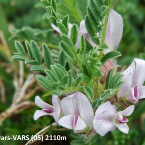 Photographie n°2269720 du taxon Astragalus sempervirens subsp. sempervirens 