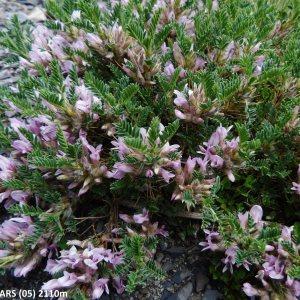 Photographie n°2269721 du taxon Astragalus sempervirens subsp. sempervirens 