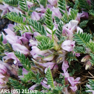 Photographie n°2269722 du taxon Astragalus sempervirens subsp. sempervirens 