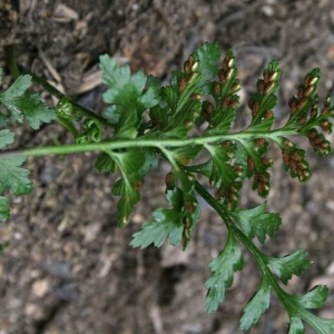  - Asplenium obovatum subsp. lanceolatum (Fiori) P.Silva [1951]