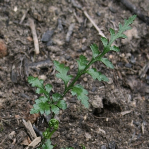 Asplenium obovatum subsp. billotii (F.W.Schultz) O.Bolòs, Vigo, Massales & Ninot (Asplénium de Billot)