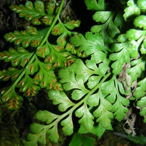 Asplenium balearicum Shivas (Asplénium des Baléares)