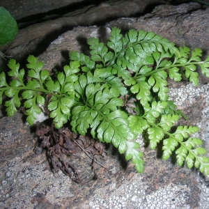  - Asplenium balearicum Shivas [1969]