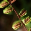  La Spada Arturo - Asplenium trichomanes subsp. quadrivalens D.E.Mey. [1964]