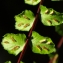  La Spada Arturo - Asplenium trichomanes subsp. quadrivalens D.E.Mey. [1964]