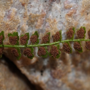 Asplenium viride Huds. (Asplénium à pétiole vert)