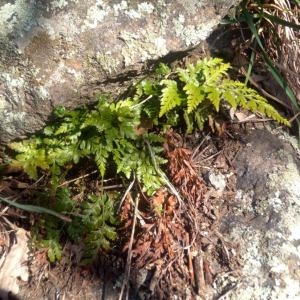  - Asplenium adiantum-nigrum var. adiantum-nigrum