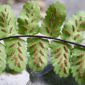 Asplenium trichomanes subsp. quadrivalens D.E.Mey. (Capillaire)