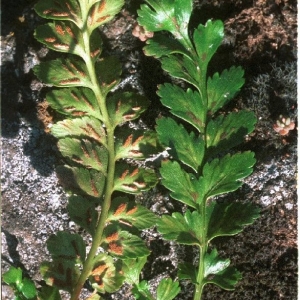 Asplenium marinum L. (Asplénium marin)