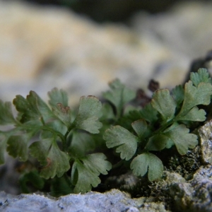 Photographie n°2269988 du taxon Asplenium lepidum C.Presl [1836]