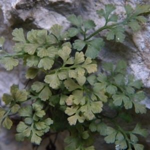 Photographie n°2269989 du taxon Asplenium lepidum C.Presl [1836]