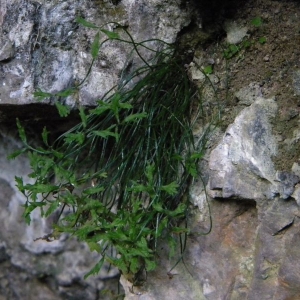 Photographie n°2269992 du taxon Asplenium seelosii Leyb. [1855]