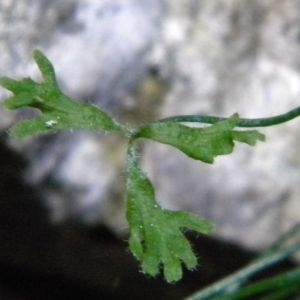 Photographie n°2269993 du taxon Asplenium seelosii Leyb. [1855]