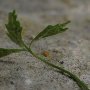 Asplenium seelosii Leyb.