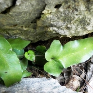 Asplenium sagittatum (DC.) Bange (Scolopendre sagittée)