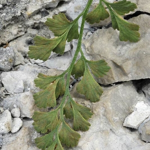  - Asplenium lepidum C.Presl [1836]