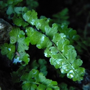 Asplenium adulterinum Milde