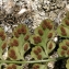  La Spada Arturo - Asplenium obovatum subsp. obovatum