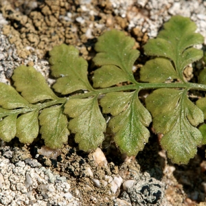 Photographie n°2270012 du taxon Asplenium obovatum subsp. obovatum