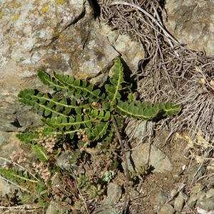 - Asplenium ceterach subsp. ceterach