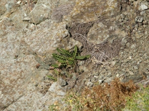 La Spada Arturo, le  1 août 2010 (Bobbio)