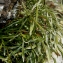  La Spada Arturo - Asplenium septentrionale subsp. septentrionale