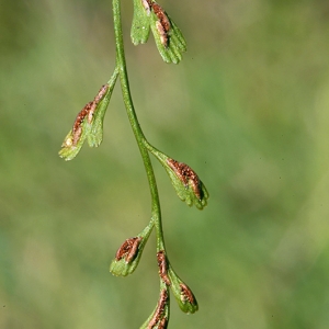 Asplenium ×alternifolium Wulfen (Asplénium à feuilles alternes)