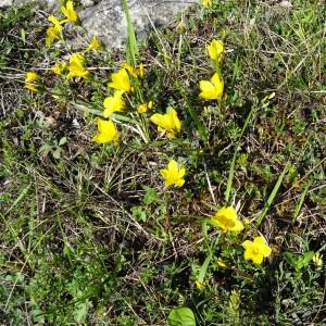 Photographie n°2270075 du taxon Linum campanulatum L.