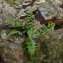  La Spada Arturo - Asplenium obovatum subsp. lanceolatum (Fiori) P.Silva [1951]