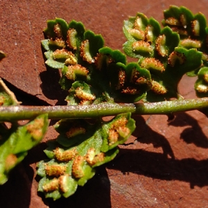  - Asplenium x pagesii subsp. guichardii (Litard.) Viane, Boudrie, Rasbach & K.Rasbach [2003]