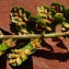  La Spada Arturo - Asplenium x pagesii subsp. guichardii (Litard.) Viane, Boudrie, Rasbach & K.Rasbach [2003]