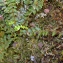  La Spada Arturo - Asplenium x pagesii subsp. guichardii (Litard.) Viane, Boudrie, Rasbach & K.Rasbach [2003]