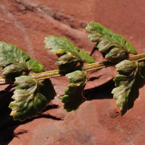 Asplenium ×pagesii n-subsp. guichardii (Litard.) Viane, Boudrie, Rasbach & K.Rasbach