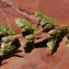  La Spada Arturo - Asplenium x pagesii subsp. guichardii (Litard.) Viane, Boudrie, Rasbach & K.Rasbach [2003]