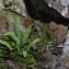  La Spada Arturo - Asplenium trichomanes subsp. trichomanes