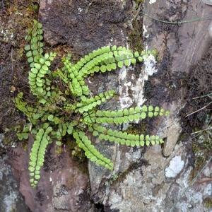  - Asplenium trichomanes subsp. trichomanes