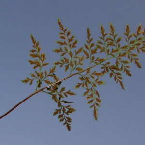 Asplenium serpentini Tausch (Asplénium à feuilles cunéiformes)